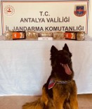 Yolcu Otobüsünde Uyusturucu Bulundu