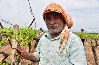 Üreticilerin Biyoteknik Mücadelesine Manisa Büyüksehir Destegi