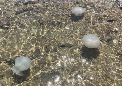 Akdeniz Sahillerinden Sevindiren Haber Açiklamasi Sayilari Günden Güne Azaliyor