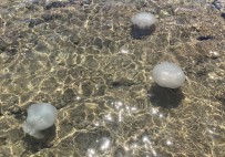 Akdeniz Sahillerinden Sevindiren Haber Açiklamasi Sayilari Günden Güne Azaliyor