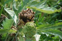 Urla Enginarinda Yüzde 50 Verim Düsüklügü