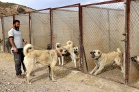 Uzman Köpek Yetistiricisi Uyardi, Sokak Köpekleri Hayati Risk Olusturuyor Haberi