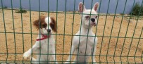 Bayram Öncesi Köpek Otellerinde Yer Kalmadi