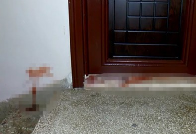 Bursa'daki apartmanda kahreden manzara! Boğazlarını kesip, kafasını ezdiler: Anne kedinin ağlamasıyla fark ettik