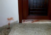 Bursa'daki apartmanda kahreden manzara! Boğazlarını kesip, kafasını ezdiler: Anne kedinin ağlamasıyla fark ettik