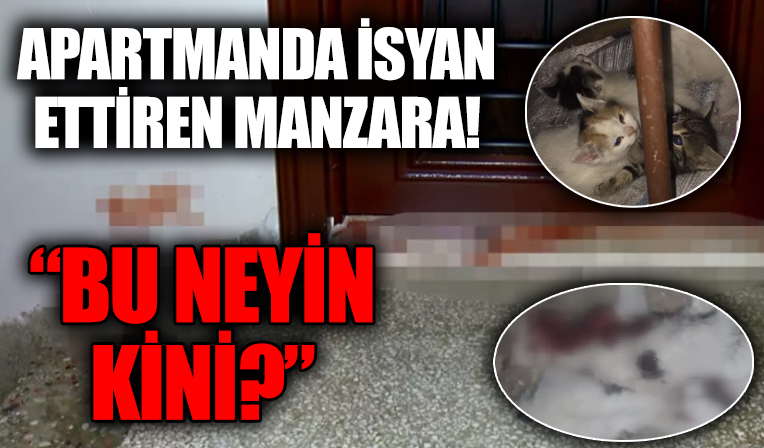 Bursa'daki apartmanda kahreden manzara! Boğazlarını kesip, kafasını ezdiler: Anne kedinin ağlamasıyla fark ettik