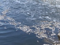 Dicle Nehri'nde Telef Olan Binlerce Balik Su Yüzeyine Çikti