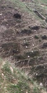 Elazig'da Domuz Ve Yavrulari Görüntülendi