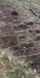 Elazig'da Domuz Ve Yavrulari Görüntülendi Haberi