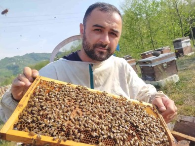 En Balli Ilde Aricilar Sezona Hazir