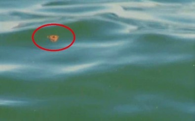 Marmara Denizi'nde Korkutan Sonuçlar Açiklamasi TESKI, Denizi 65 Kat Kirletiyor