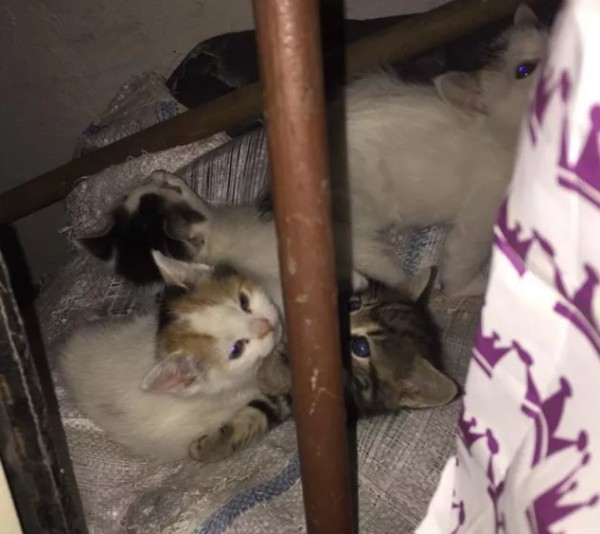 Bursa'daki apartmanda kahreden manzara! Boğazlarını kesip, kafasını ezdiler: Anne kedinin ağlamasıyla fark ettik