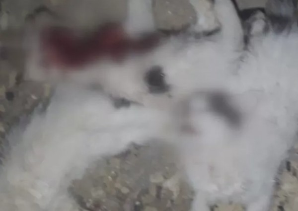 Bursa'daki apartmanda kahreden manzara! Boğazlarını kesip, kafasını ezdiler: Anne kedinin ağlamasıyla fark ettik