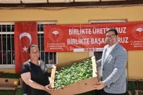 1 Milyon 153 Bin Ata Tohumu'ndan Fide Mugla Çiftçisiyle Bulustu