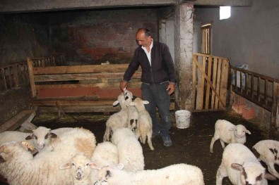 Internetten Satmak Istedigi Koyunlarini Dolandiricilara Kaptirdi
