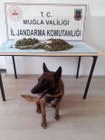 Narkotik Köpegi Kont, Uyusturucuya Geçit Vermedi