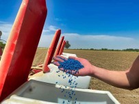 Tarsus'ta Pamuk Yeniden Boy Verecek