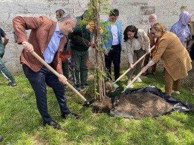 Üsküdar'da Binlerce Mor Salkim Ve Erguvan Vatandaslara Dagitildi