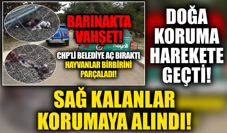 CHP'li belediyenin barınağında köpekler birbirini yedi! Doğa Koruma, kalan köpekleri korumaya aldı