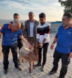 Mahsur Kalan Keçi Uçurumdan Kurtarildi