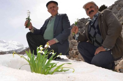 Toroslarin Gelinligi 'Kardelenler' Boy Göstermeye Basladi