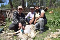 Koyun Kirkma Isinden Günlük 2 Bin TL Kazaniyor