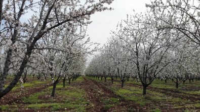 Badem Bahçelerinde Görsel Sölen