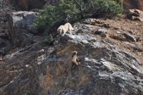 Tunceli'de Yaban Hayvanlari Basibos Köpeklerin Hedefinde Haberi