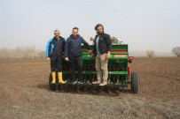 Yerli Mercimek Ekimi Yapildi