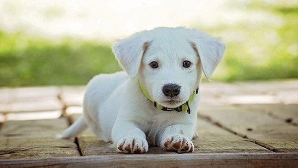 'Süs hayvanı' ibaresi yönetmelikten kaldırıldı!