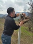 Bursa'da Çiftlere Takilan Sahin Kurtarildi
