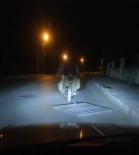 Çaldigi Mazgali Motosikletiyle Sürüklerken Polise Yakalandi