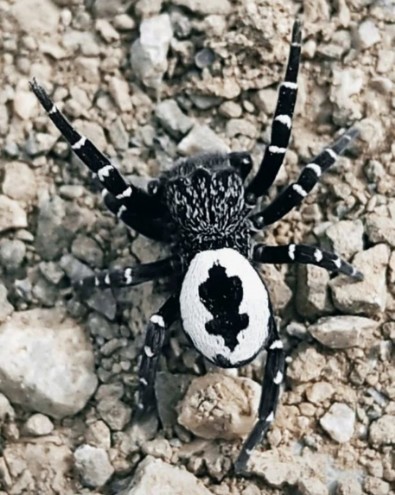 Daha önce hiçbir yerde görülmemiş olabilir! Tunceli'de hayrete düşüren örümcek