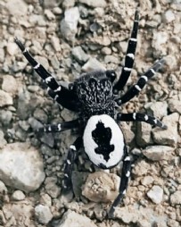  TUNCELİ - Daha önce hiçbir yerde görülmemiş olabilir! Tunceli'de hayrete düşüren örümcek