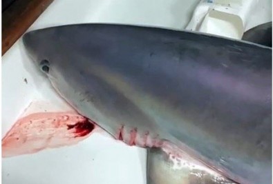 Gözlerine inanamadılar! Boğaz'da 300 kiloluk köpek balığı yakaladılar