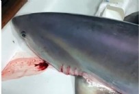 Gözlerine inanamadılar! Boğaz'da 300 kiloluk köpek balığı yakaladılar