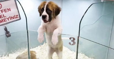 'Süs hayvanı' ibaresi yönetmelikten kaldırıldı!