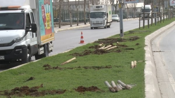 CHP'li İBB ekipleri gündüz vakti onlarca ağaç söktü! Vatandaşlardan tepki: Hesap versinler