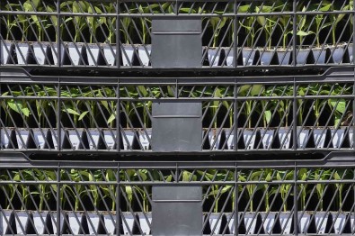 Baskentli Çiftçilere Sebze Fidesi Destegi Açiklamasi 'Talep Toplama Basvurulari Basladi'