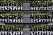 Baskentli Çiftçilere Sebze Fidesi Destegi Açiklamasi 'Talep Toplama Basvurulari Basladi'