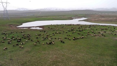 Beyaz Örtünün Kalkmasiyla Canlanan Mus Ovasi Hayvancilikla Senlendi