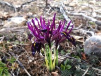 Bu Bitkiyi Koparan Yandi