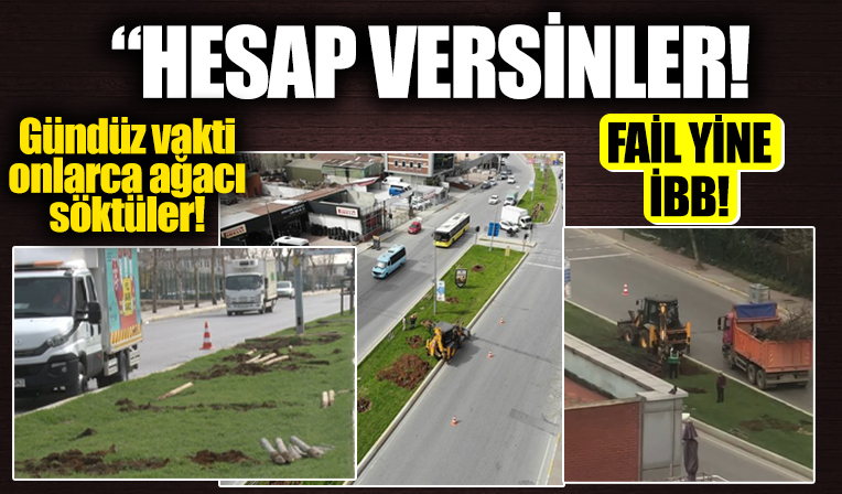 CHP'li İBB ekipleri gündüz vakti onlarca ağaç söktü! Vatandaşlardan tepki: Hesap versinler