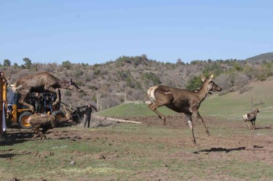 Çorum'da 5 Kizilgeyik Dogaya Salindi