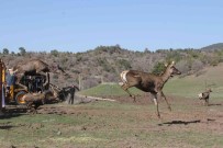 Çorum'da 5 Kizilgeyik Dogaya Salindi