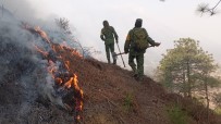 Meksika'da 71 Orman Yanginiyla Zorlu Mücadele Devam Ediyor