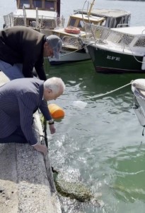 Aga Takilan Caretta Carettayi Belediye Baskani Kurtardi
