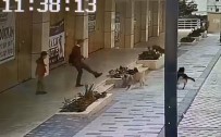 Avcilar'da Köpek Saldirisini Yasayan Çocuk Dehset Anlarini Anlatti