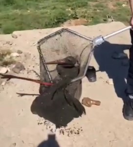 Çamura Saplanan Leylegi Itfaiye Ekipleri Kurtardi