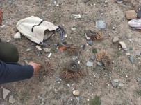 Igdir'da Ses Cihaziyla Avlanan Keklikler Tekrar Dogaya Birakildi